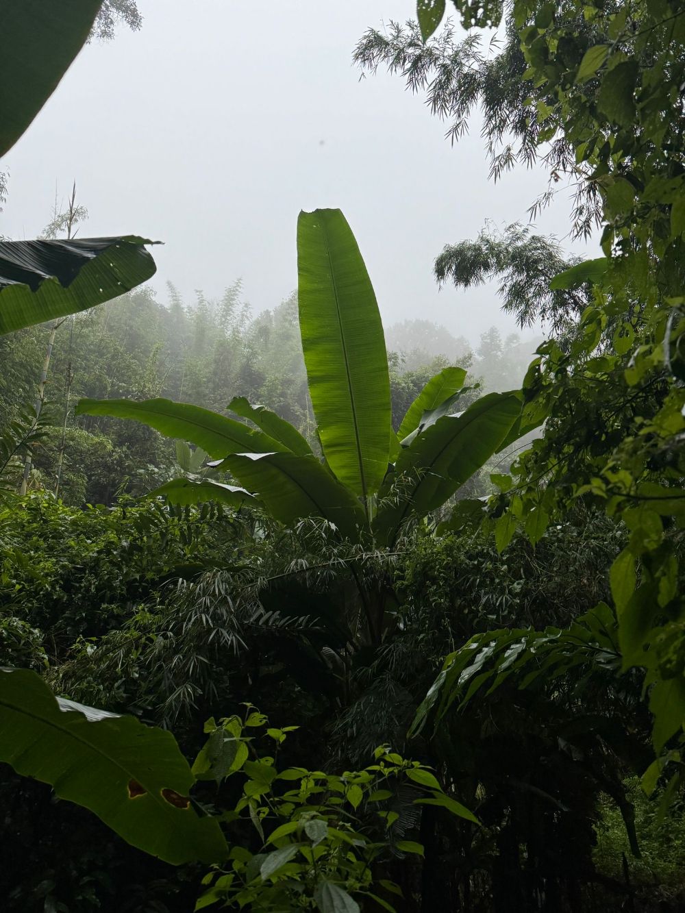 Nebel zieht durch einen tropischen Wald mit Bananenblättern