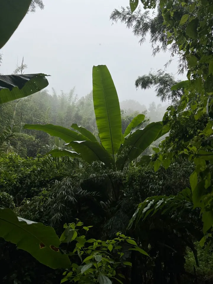 Nebel zieht durch einen tropischen Wald mit Bananenblättern